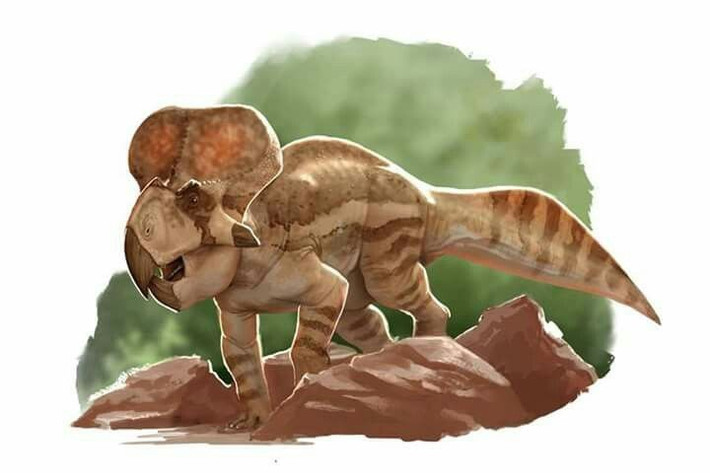 1. Tồn tại khoảng 75 triệu năm trước. Protoceratops sống vào cuối kỷ Phấn Trắng, được tìm thấy chủ yếu tại khu vực Mông Cổ ngày nay. Ảnh: Pinterest.
