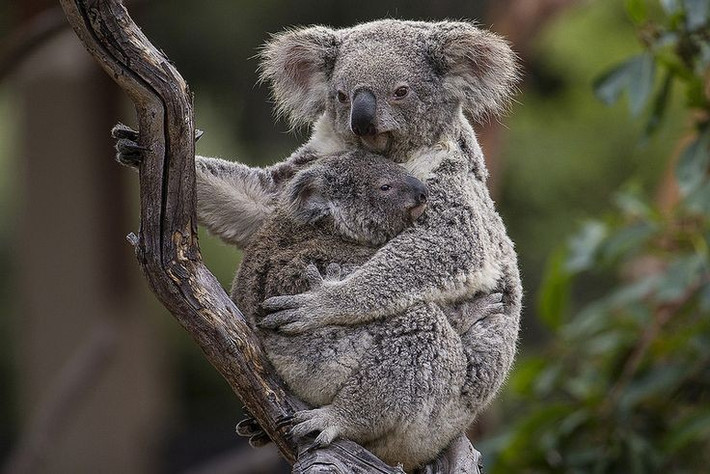 5. Túi sinh sản mở ngược. Khác với kangaroo, túi của koala mở về phía sau, giúp bảo vệ con non tốt hơn khi leo trèo. Ảnh: Pinterest.