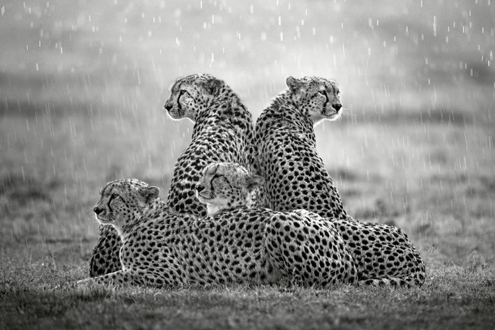 Hình ảnh 5 con báo cheetah oai nghiêm, hùng dũng dưới cơn mưa ở Masai Mara, Kenya. Ảnh: Xavier Ortega/Remembering Wildlife.