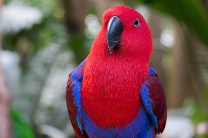 Vẹt Eclectus Parrot là loài chim có khả năng phát âm rõ ràng nhất về từ vựng trong các loài chim biết nói. Ngoài ra loài chim này còn có thể bắt chước các âm thanh từ môi trường xung quanh và hát một bài hát trọn vẹn với giai điệu quen thuộc.
