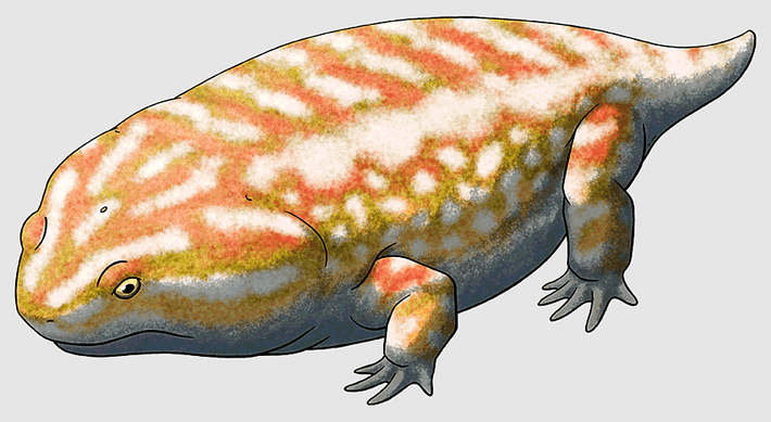 5. Có đuôi dài như kỳ nhông. Dù có một số đặc điểm giống ếch, Gerobatrachus vẫn giữ lại chiếc đuôi dài – đặc trưng của loài kỳ nhông. Ảnh: anyrgb.com.