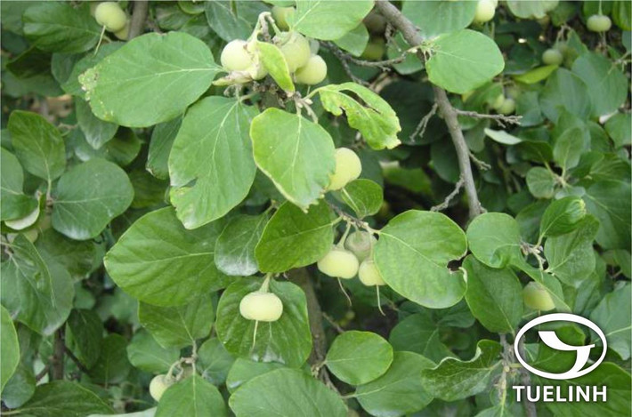4. Nghiến (Excentrodendron tonkinense). Giá trị: Gỗ siêu cứng, nặng, dùng làm đồ mỹ nghệ cao cấp. Tình trạng: Nguy cơ tuyệt chủng nếu không bảo vệ nghiêm ngặt. Ảnh: tracuuduoclieu.vn.