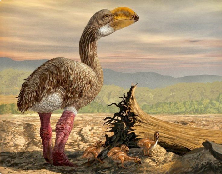 6. Có chân khỏe và dáng đi nặng nề. Gastornis có cặp chân to khỏe nhưng cấu tạo xương cho thấy nó di chuyển chậm chạp, không phù hợp với việc rượt đuổi con mồi. Ảnh: Pinterest.