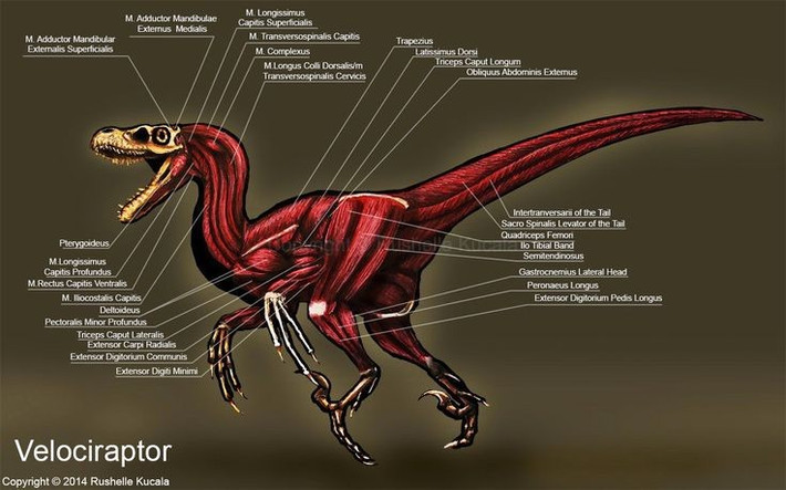 3. Tên gọi mang nghĩa “kẻ cướp nhanh nhẹn”. Velociraptor được đặt tên từ tiếng Latinh: “velox” (nhanh nhẹn) và “raptor” (kẻ cướp). Ảnh: Pinterest.
