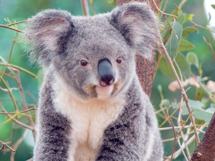 7. Phân bố chủ yếu ở miền đông Australia. Chúng sinh sống trong các rừng bạch đàn tại Queensland, New South Wales, Victoria và Nam Australia. Ảnh: Pinterest.