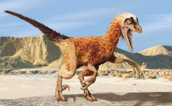 2. Chúng có lông vũ. Các hóa thạch cho thấy Velociraptor sở hữu bộ lông vũ, chứng minh mối liên hệ chặt chẽ giữa khủng long và chim hiện đại. Ảnh: Pinterest.