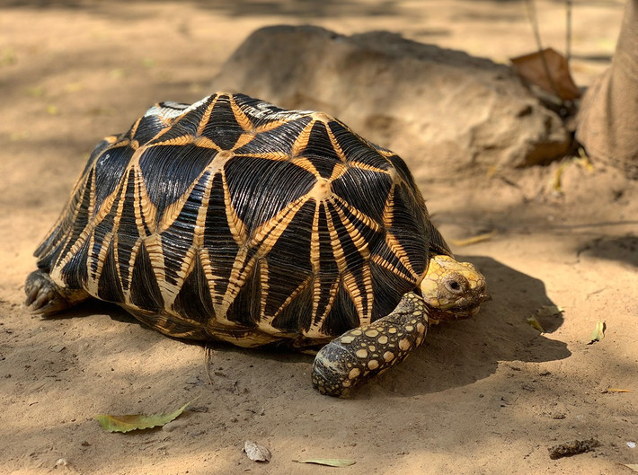 6. Là biểu tượng văn hóa địa phương. Tại Myanmar, loài rùa này từng được coi là loài vật linh thiêng, gắn với các tín ngưỡng dân gian truyền thống. Ảnh: turtlesurvival.org.