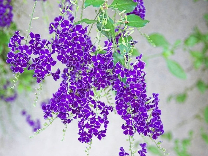 Giọt sương vàng hay còn được người Việt gọi bằng cái tên nôm na như hoa găng, chuỗi ngọc vàng, hoa thanh quan, rìa xanh, chuỗi ngọc, chuỗi vàng, kim lộc hoa...