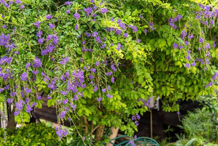 Quả hạch của hoa sương vàng hình cầu, đường kính khoảng 0,5 cm, màu vàng cam, bóng, mọc thành từng chùm như những chuỗi giọt sương vàng, tròn và trong vắt, rất bắt mắt.