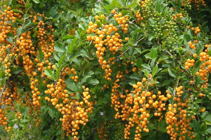 Mặc dù hoa rất đẹp, nhưng hoa giọt sương vàng có tên gọi thông thường là do quả của nó; quả mọng màu vàng kim rủ xuống từ thân cây như khuyên tai xinh đẹp hoặc như giọt sương vàng mơ mộng. Không chỉ vậy, loài hoa này còn có mùi thơm socola thoang thoảng, say đắm lòng người.