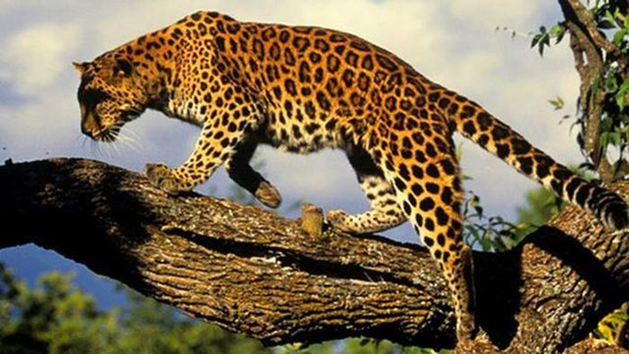 Báo Amur: Đây là loài báo quý hiếm nhất trên thế giới, chúng từng là loài đứng trên bờ vực tuyệt chủng do các hoạt động buôn bán phi pháp. Nam 2015, ước tính chỉ còn khoảng 60 con trong tự nhiên. Nhờ các nỗ lực bảo vệ, số lượng báo Amur đã tăng lên đáng kể trong những năm gần đây.