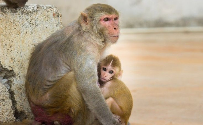 4. Có khả năng bơi lội và sống gần nguồn nước. Khỉ vàng là loài linh trưởng hiếm hoi không ngại nước, chúng thường xuyên bơi lội để tìm kiếm thức ăn hoặc trốn tránh kẻ thù. Ảnh: Pinterest.