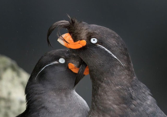 Loài chim Aukets (Aethia cristatella) ở quần đảo Shumagin, Alaska chúng có một chiếc mào đặc trưng trên đầu. Chim Auklets thường kiếm ăn bằng cách lặn xuống vùng nước sâu, chúng ăn nhuyễn thể và một số loài sinh vật biển nhỏ. Mùi hương của những con chim Aukets có mùi giống với vỏ cam quýt. Mùi hương này được tiết qua lớp lông cổ của chúng.