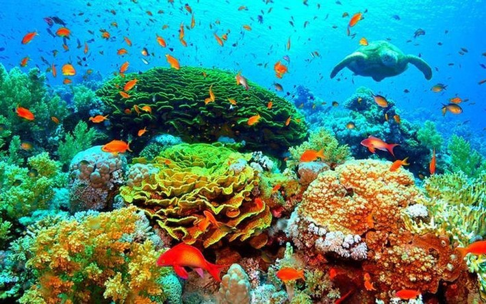 Belize đã nỗ lực bảo tồn mạnh mẽ. Chính phủ Belize đã cấm khai thác dầu ngoài khơi và tăng cường khu bảo tồn biển để gìn giữ rạn san hô cho các thế hệ tương lai. Ảnh: Pinterest.