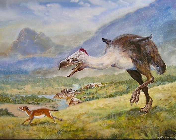 1. Titanis thuộc họ “chim khủng bố” Phorusrhacidae. Titanis là một nhóm các loài chim ăn thịt không biết bay, nổi tiếng với sự hung dữ và khả năng săn mồi hiệu quả. Ảnh: Pinterest.