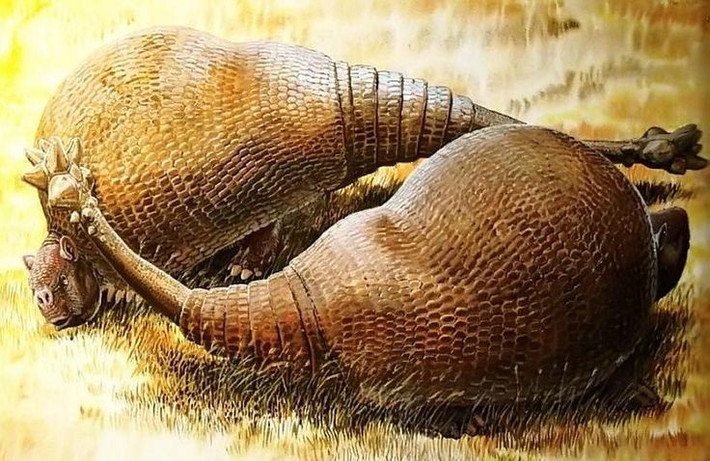 5. Đuôi như chùy sắt. Đuôi Doedicurus kết thúc bằng một cấu trúc xương to và nặng, có thể dùng để tấn công kẻ săn mồi hoặc đối thủ cùng loài. Ảnh: Pinterest.