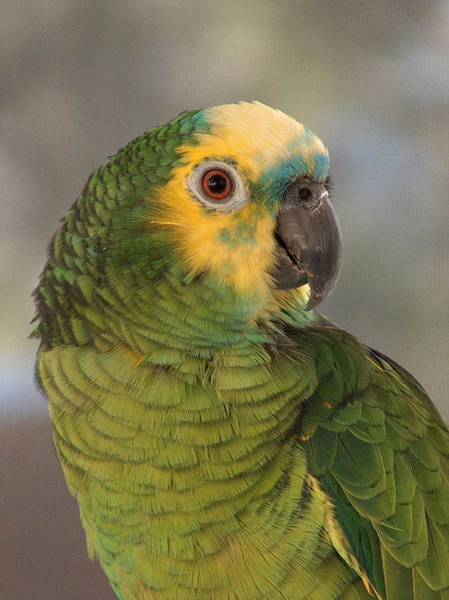 Vẹt Amazon Blue-fronted nổi bật với màu xanh trên đầu của chúng. Loài chim này có nguồn gốc Nam Mỹ và khả năng ngôn ngữ chúng tùy thuộc hết vào chất lượng dạy của người huấn luyện. Vẹt Amazon Blue-fronted có khả năng nói chuyện hàng giờ và chỉ thân thiết với người dạy của chúng.