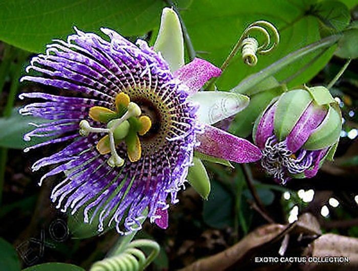 Tên gọi gắn với tôn giáo. “Passiflora” xuất phát từ tiếng Latinh “Passio” (sự khổ nạn của Chúa Giê-su), vì người châu Âu xưa nhìn thấy biểu tượng thánh trong cấu trúc hoa. Ảnh: Pinterest.
