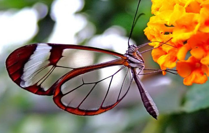 Loài bướm thủy tinh chúng thuộc nhiều phân loài khác nhau, nhưng cũng có nhiều điểm giống nhau. Phần lớn loài bướm thủy tinh có một chút màu ở viền cánh. Đôi lúc thậm chí là nhiều hơn một màu, chủ yếu là màu nâu, màu đỏ, màu cam với một hoặc 2 vệt tròn. Do cơ thể có màu đen nên đôi cánh trong suốt càng dễ nhìn thấy hơn.