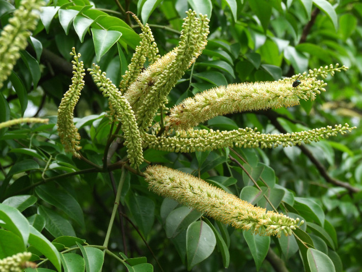 3. Lim xanh (Erythrophleum fordii). Giá trị: Gỗ rất cứng, bền, dùng trong kết cấu xây dựng truyền thống. Tình trạng: Nguy cấp, thuộc nhóm IA – nghiêm cấm khai thác. Ảnh: picturethisai.com.