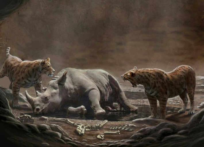 Tiền thân của hổ răng kiếm Smilodon. Machairodus được xem là họ hàng xa và tổ tiên tiến hóa của chi Smilodon – loài hổ răng kiếm nổi tiếng ở Bắc Mỹ sau này. Nhiều đặc điểm hình thái của chúng thể hiện rõ sự chuyển tiếp tiến hóa này. Ảnh: Pinterest.