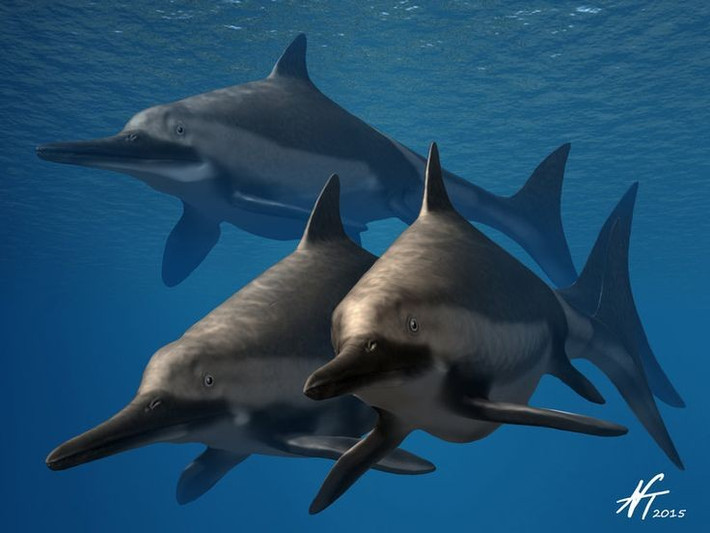 5. Đẻ con chứ không đẻ trứng. Hóa thạch cho thấy Ichthyosaurus sinh con trực tiếp dưới nước thay vì lên bờ đẻ trứng. Ảnh: Pinterest.