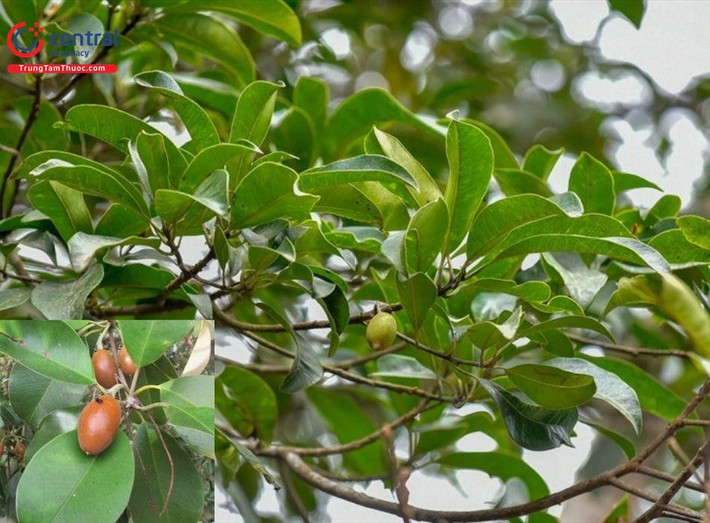 9. Sến mật (Madhuca pasquieri). Giá trị: Gỗ nặng, dùng làm cột nhà, tà vẹt, ván sàn. Tình trạng: Suy giảm do khai thác không kiểm soát. Ảnh: trungtamthuoc.com.