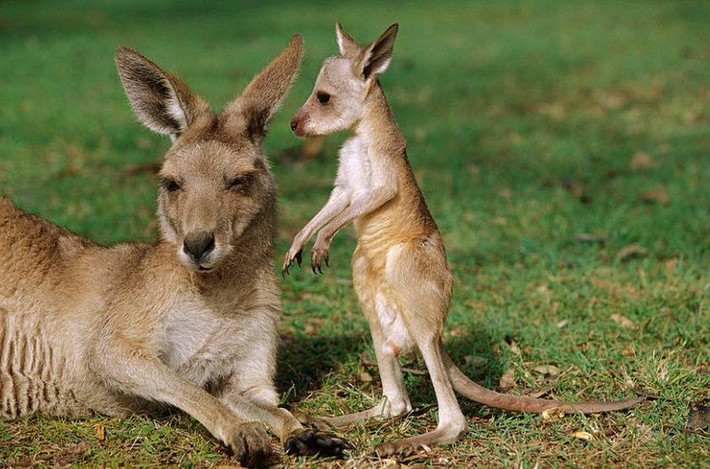 8. Có vai trò sinh thái quan trọng. Kangaroo đỏ giúp kiểm soát thảm thực vật và là biểu tượng của hệ sinh thái cũng như văn hóa Úc. Ảnh: Pinterest.