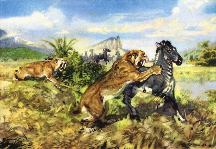 Chiến lược săn mồi theo bầy. Nhiều nhà cổ sinh vật học cho rằng Machairodus có thể săn theo nhóm giống sư tử hiện đại, nhờ vào dấu tích hóa thạch tập trung. Ảnh: Pinterest.
