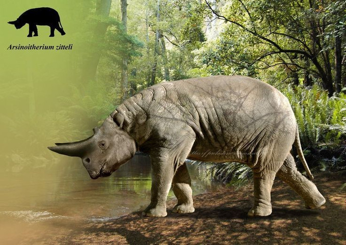 3. Chiều cao gần bằng một con voi châu Phi. Một cá thể Arsinoitherium trưởng thành có thể cao tới 3,4 mét ở vai và dài hơn 5 mét, khiến chúng là một trong những động vật lớn nhất thời bấy giờ. Ảnh: Pinterest.