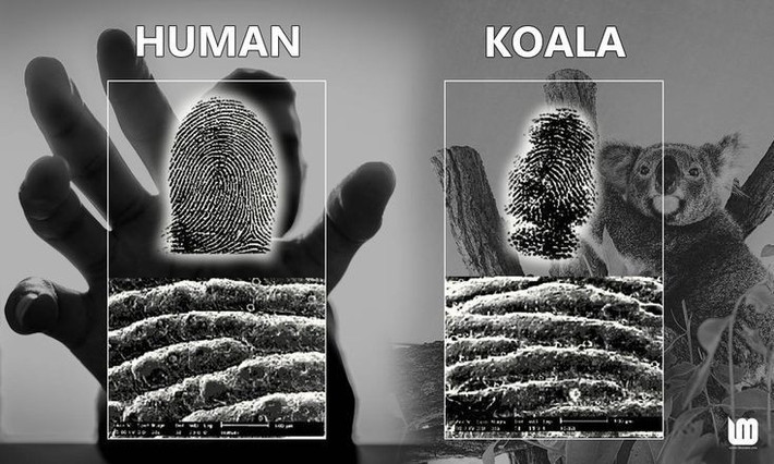 4. Có dấu vân tay giống hệt con người. Dấu vân tay của koala gần như không thể phân biệt với dấu vân tay của con người dưới kính hiển vi. Ảnh: Pinterest.