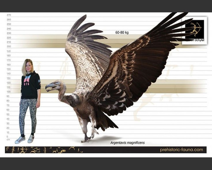  1. Là loài chim bay lớn nhất từng được phát hiện. Argentavis có sải cánh ước tính lên đến 7 mét, chiều dài cơ thể khoảng 3,5 mét và nặng từ 70–90 kg, vượt xa bất kỳ loài chim bay nào còn tồn tại hiện nay. Ảnh: Pinterest.