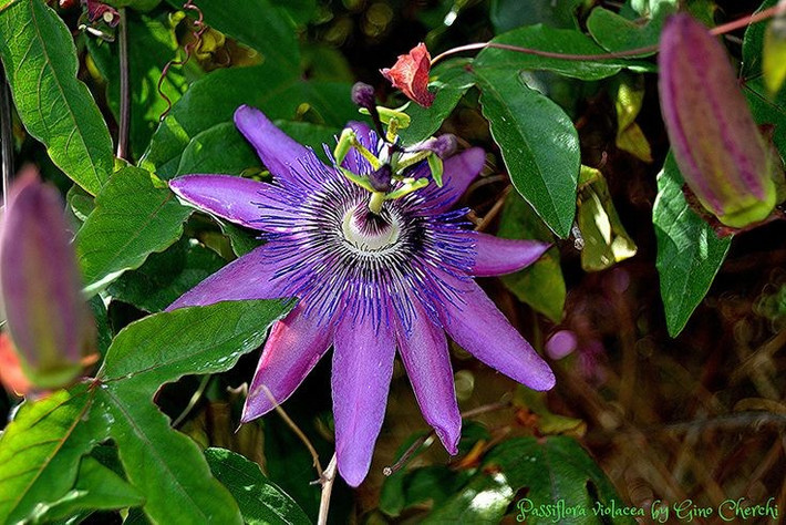 Đa dạng loài. Chi Passiflora có hơn 500 loài khác nhau, phân bố rộng rãi ở vùng nhiệt đới và cận nhiệt đới trên thế giới. Ảnh: Pinterest.