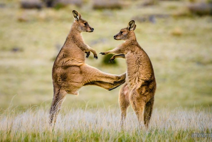 7. Con đực thường giao đấu để tranh bạn tình. Những trận “boxing” giữa kangaroo đực rất nổi tiếng, khi chúng dùng chân để tấn công và và đuôi để giữ thăng bằng. Ảnh: Pinterest.