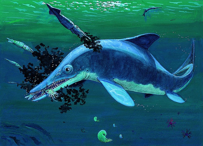 3. Là động vật ăn thịt. Ichthyosaurus săn cá, mực và các loài thủy sinh khác, sử dụng hàm dài và hàng trăm chiếc răng nhọn để bắt mồi. Ảnh: Pinterest.