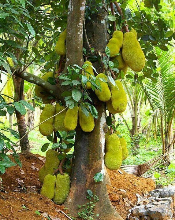Cây mít: Không khó để bắt gặp cây mít trong các sân vườn truyền thống Việt. Nhưng ngoài trái ngon, mít còn được xem là "cây phúc" với năng lượng phong thủy tích cực, là biểu tượng no đủ, lộc lá từ trên xuống dưới.