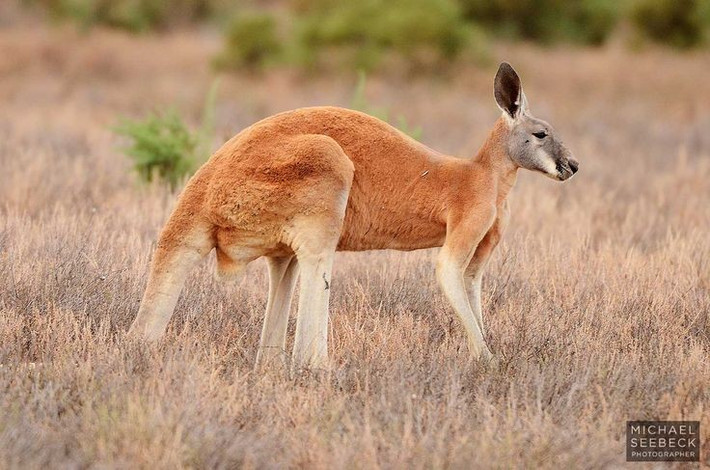 1. Loài thú có túi lớn nhất thế giới. Kangaroo đỏ có thể cao tới 2 mét và nặng hơn 90 kg, là loài thú có túi lớn nhất còn tồn tại. Ảnh: Pinterest.