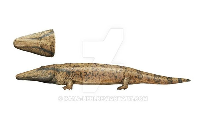 8. Góp phần nghiên cứu tiến hóa. Metoposaurus giúp các nhà khoa học hiểu rõ hơn về quá trình tiến hóa của lưỡng cư và mối liên hệ với động vật bốn chân sau này. Ảnh: Pinterest.