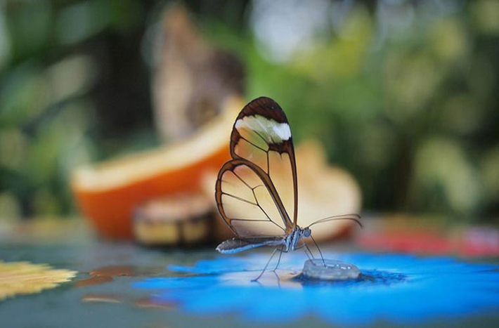 Đặc điểm để nhận diện của loài bướm thủy tinh (Glasswing Butterfly), là cánh của chúng có màu trong suốt như pha lê. Người Tây Ban Nha gọi chúng là “những chiếc gương nhỏ”.