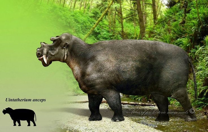 3. Răng nanh của chúng lớn như của thú săn mồi. Dù là động vật ăn thực vật, Uintatherium lại có cặp răng nanh lớn vươn dài từ hàm trên, có thể dùng để chiến đấu hoặc thu hút bạn tình. Ảnh: Pinterest.