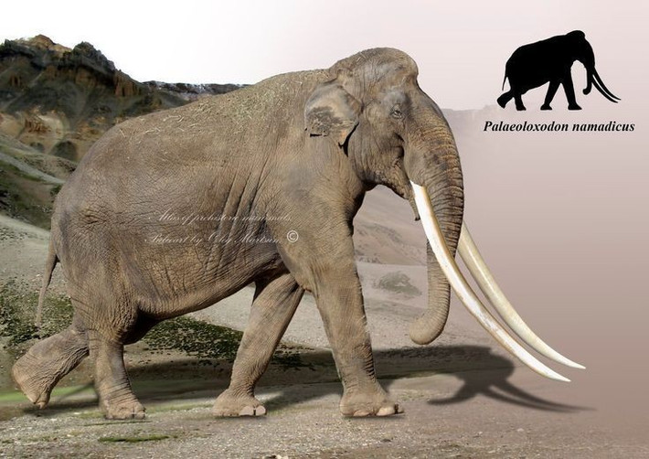 Một số quần thể tiến hóa thành voi lùn. Ở đảo Sicily và Cyprus, Palaeoloxodon thu nhỏ kích thước chỉ còn cao khoảng 1 mét do tiến hóa cô lập. Ảnh: Pinterest.