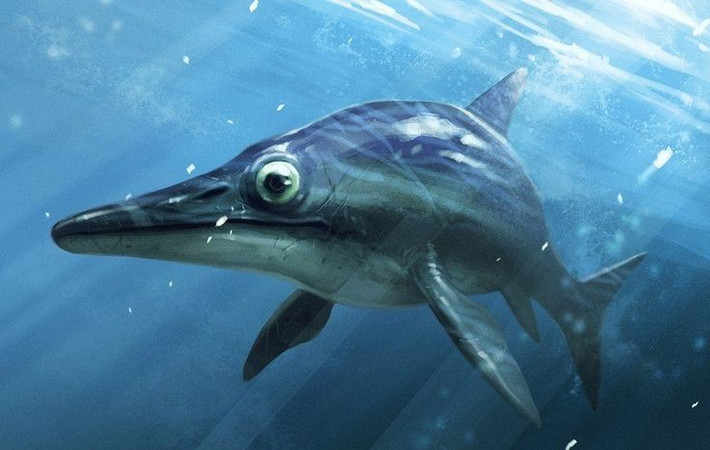 1. Hình dáng giống cá heo hiện đại. Ichthyosaurus có cơ thể thuôn dài, mõm nhọn và vây lưng giúp bơi lội nhanh nhẹn trong đại dương. Ảnh: Pinterest.