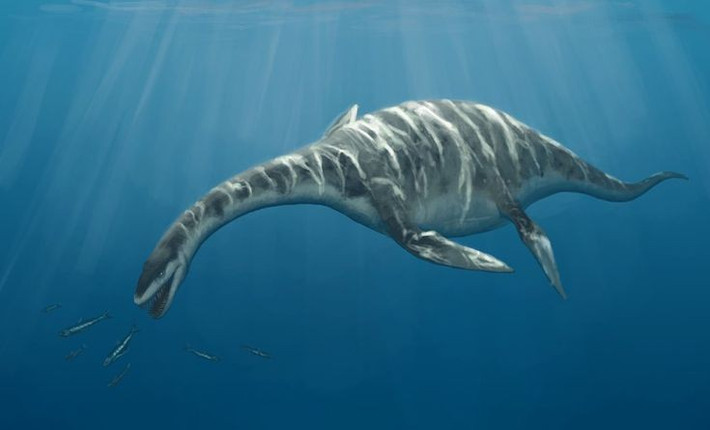 4. Hộp sọ dài gần 1 mét. Đầu của Thalassomedon rất lớn so với nhiều loài plesiosaur khác, cho phép nó có lực cắn mạnh hơn và vùng tấn công rộng hơn. Ảnh: Pinterest.