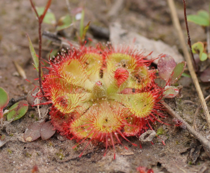 3. Phản ứng bắt mồi cực nhanh. Lá của Drosera burmannii có thể gập lại trong vòng vài chục giây sau khi tiếp xúc với con mồi – một trong những phản ứng nhanh nhất của thực vật. Ảnh: iNaturalist.