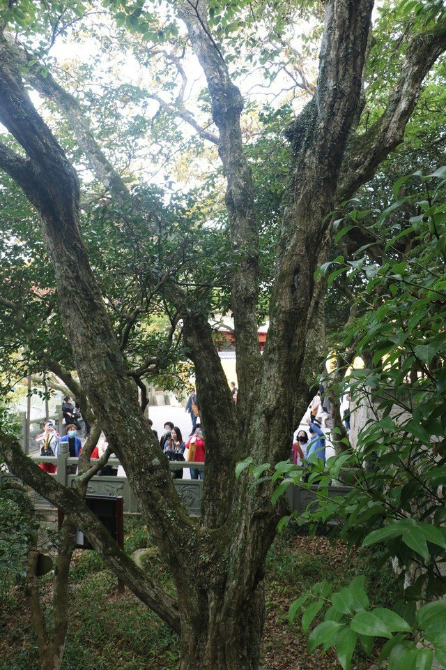 Đến năm 1932, giáo sư Trịnh Vạn Quân xác định cây thuộc chi Carpinus, họ Bạch dương, và đặt tên theo địa điểm tìm thấy là Phổ Đà Nga Nhĩ Lịch. Ảnh: Sohu.