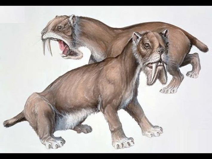 1. Thylacosmilus không phải họ hàng của hổ răng kiếm. Dù có răng nanh dài và dáng vẻ tương tự, Thylacosmilus thuộc nhóm thú có túi, không liên quan trực tiếp đến các loài mèo thật sự như Smilodon. Ảnh: Pinterest.