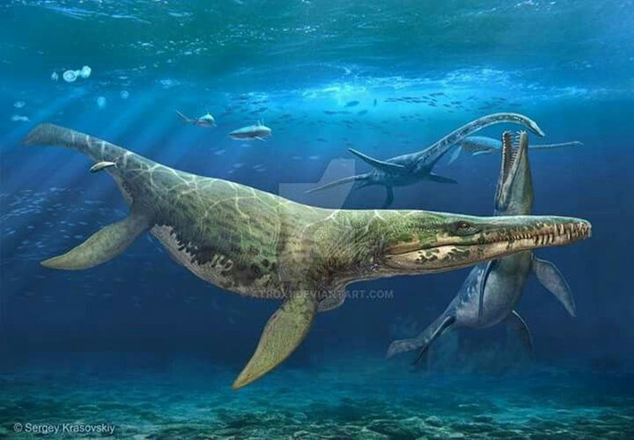  Kích thước khổng lồ. Kronosaurus có thể dài từ 10 đến 12 mét, với cái đầu chiếm gần một phần ba chiều dài cơ thể. Ảnh: Pinterest.