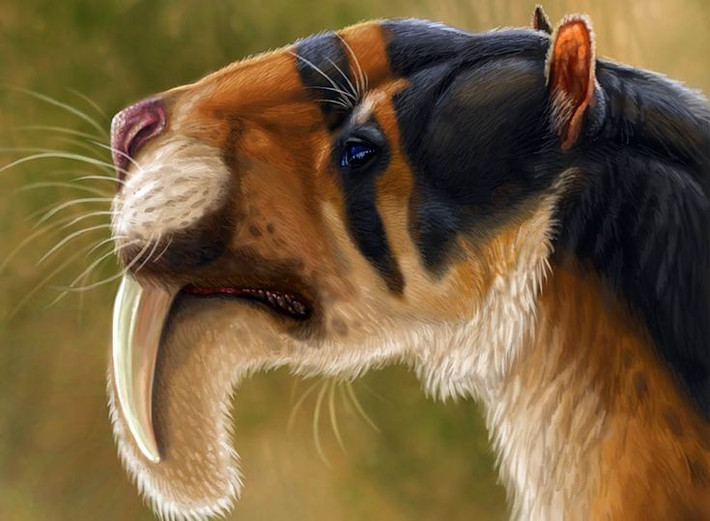 5. Thylacosmilus có khả năng nhìn lập thể rất tốt. Hộp sọ của chúng có cấu trúc cho phép đôi mắt hướng về phía trước, giúp định vị con mồi chính xác trong môi trường ba chiều. Ảnh: Pinterest.