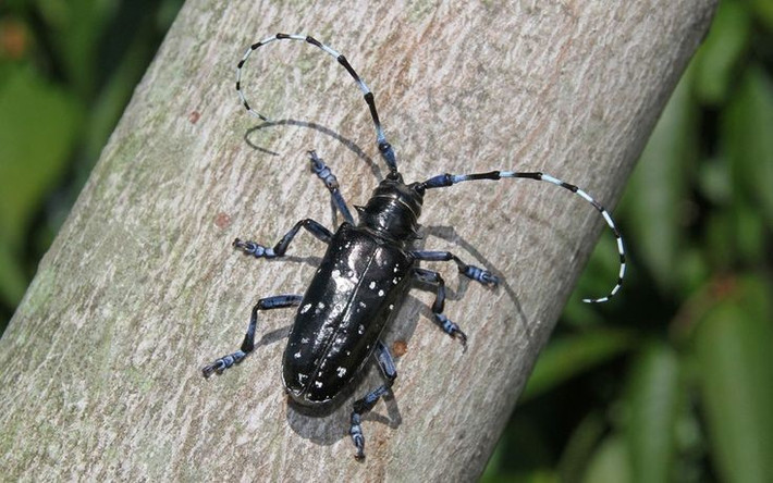8. Một số loài gây hại nghiêm trọng cho cây trồng. Loài xén tóc châu Á (Anoplophora glabripennis) từng gây thiệt hại lớn tại Bắc Mỹ do đục thân các cây gỗ đô thị và cây ăn quả. Ảnh: Pinterest.