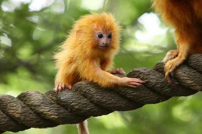 Khỉ vàng sư tử Tamarin: Loài khỉ vàng sư tử Tamarin còn có tên gọi khác là Khỉ vàng Marmoset, là loài khỉ nhỏ bản địa ở các cánh rừng ven biển Đại Tây Dương của Brazil. Loài khỉ này được liệt kê là "nguy cấp" do mất môi trường sống nghiêm trọng.